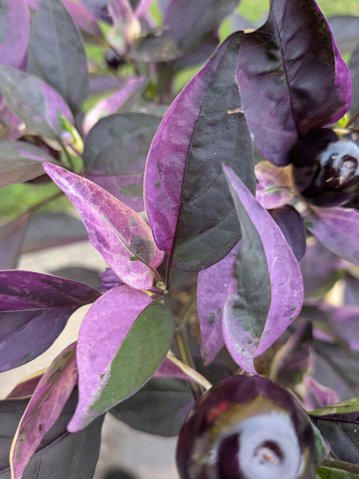 Matte Black Bright Purple Beauty. I'm looking for a pepper variety that has this kind of purple and black foliage on a dwarf plant, if anybody knows of any