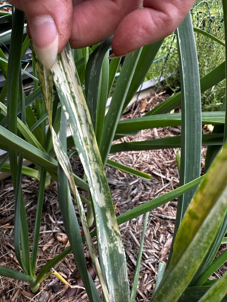 What’s going on with my leek?