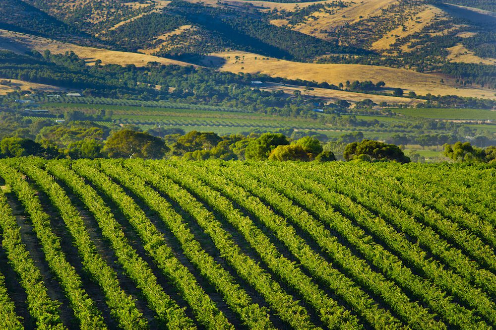 The human cost of the wine industry’s woes The human cost of the wine industry’s woes