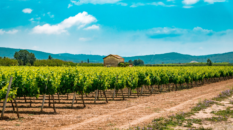 Verdant vineyard in Penedès region