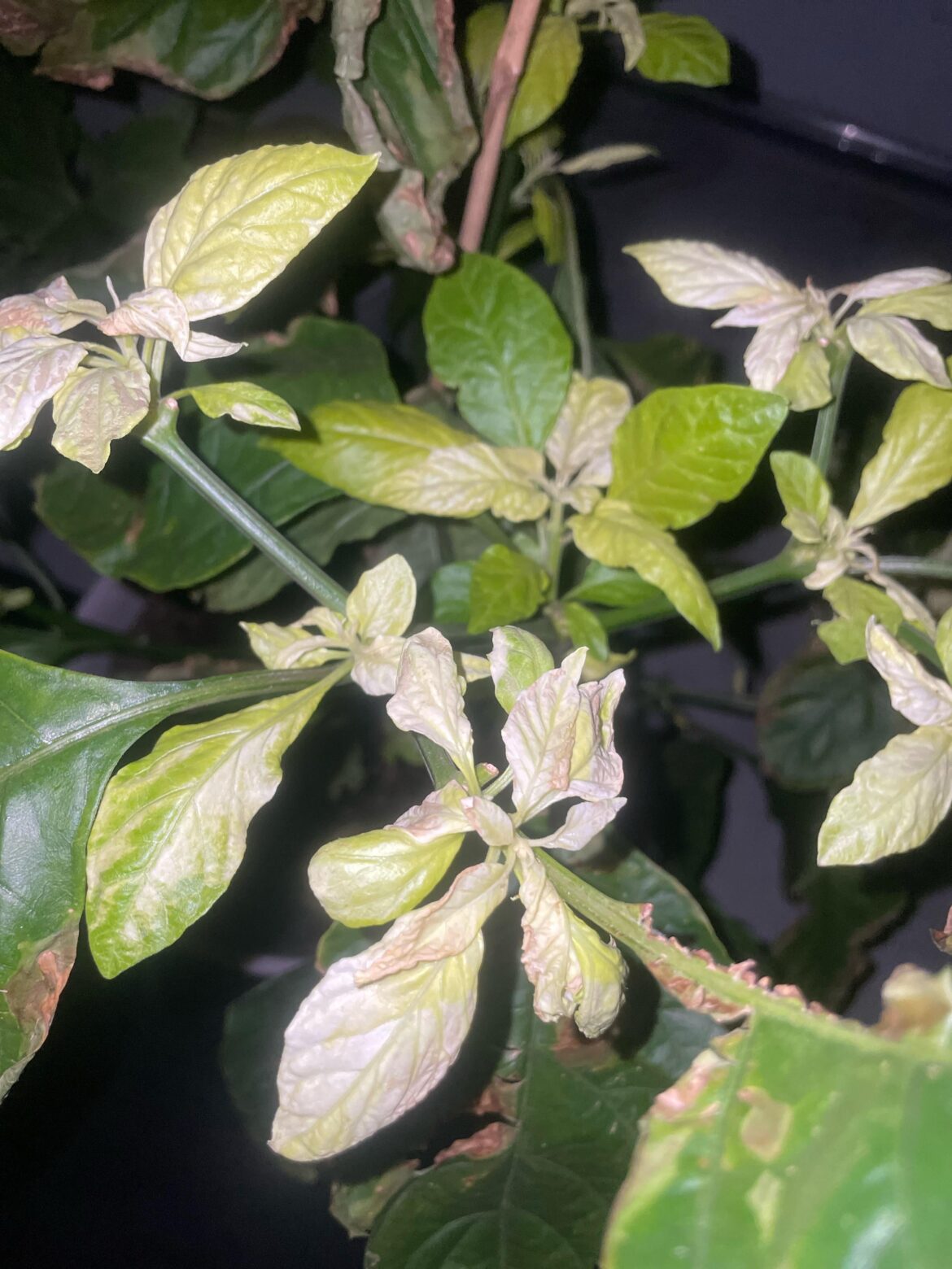 Help me figure out what’s wrong with the leaves