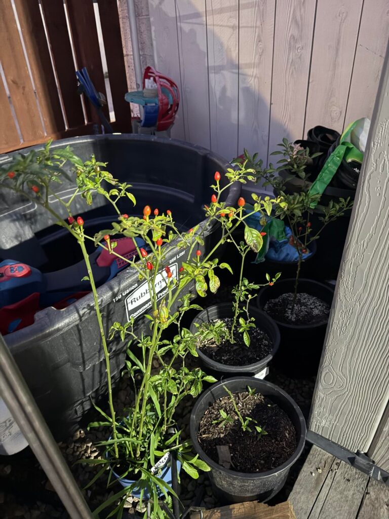 chiltepin or pequin?