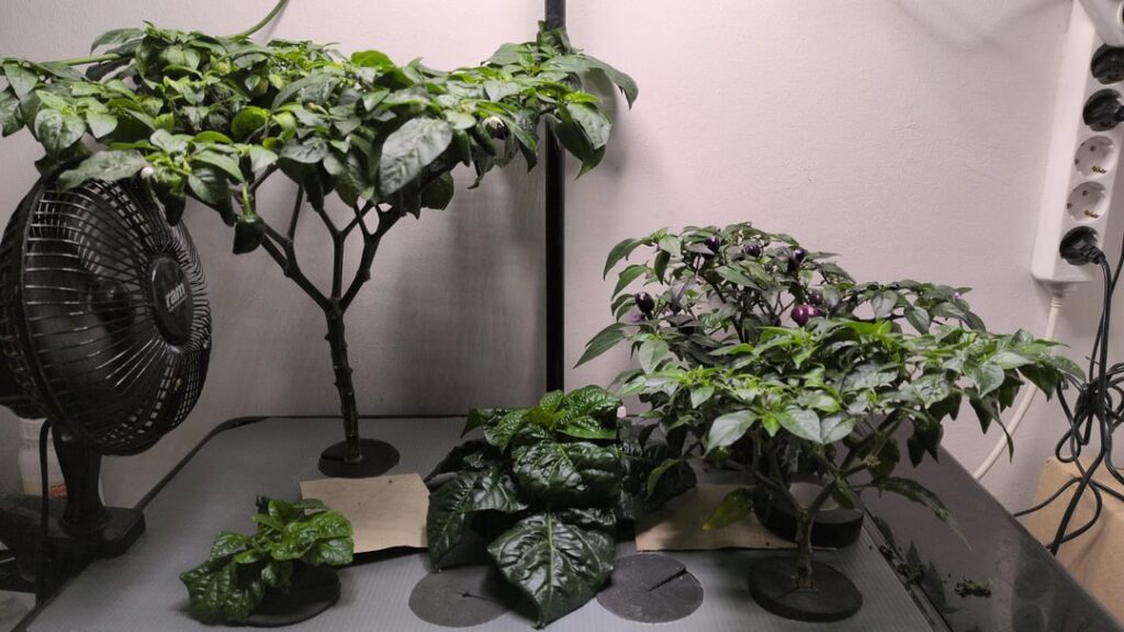 My crowded bonchi grow