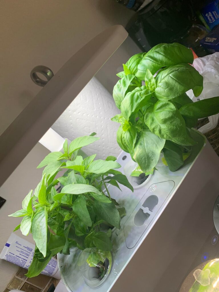 I tried a hydroponic kit for indoor herbs. I was impressed.