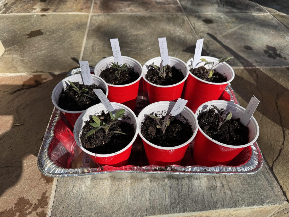 Are these really Stupice seedlings?