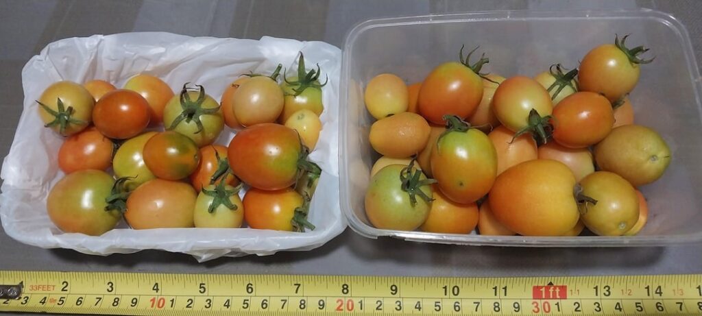 Any advice for growing larger tomatoes?