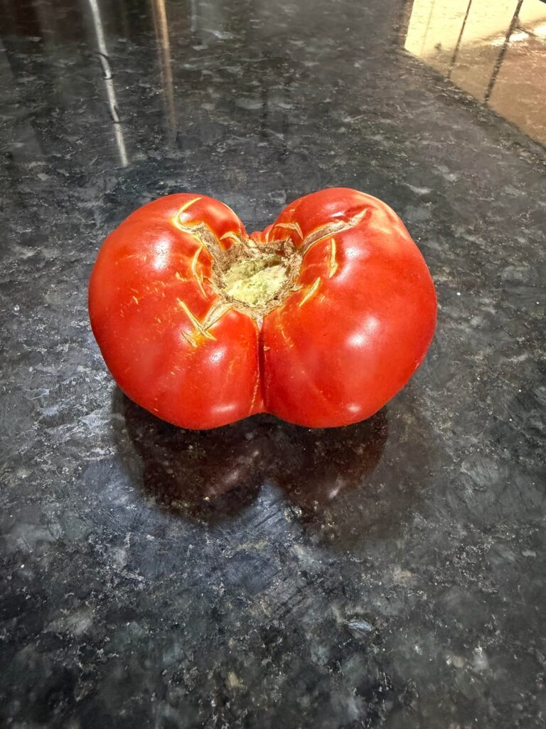 I'm harvesting my first tomatoes.