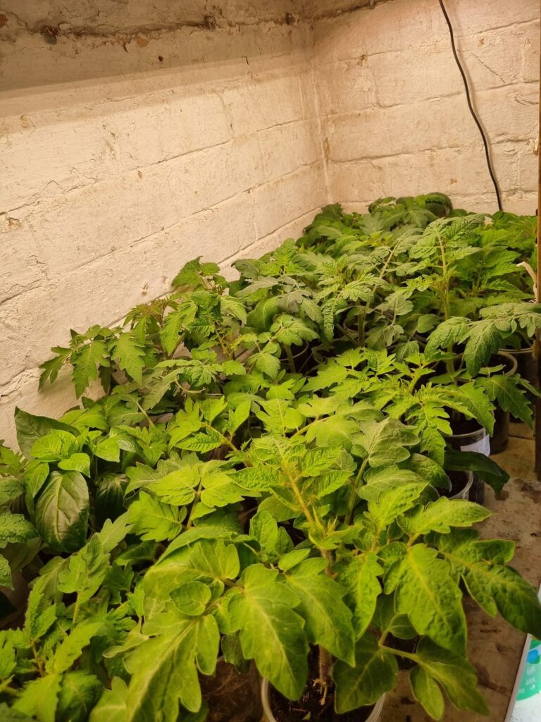 My 2025 tomatoe journey, here to a great 2026 growing season