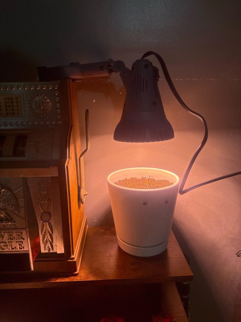 They have sprouted, HELP