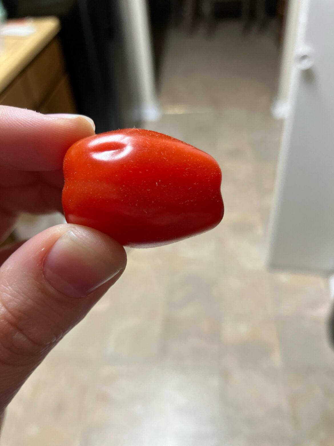 Is the tomato stubble mold