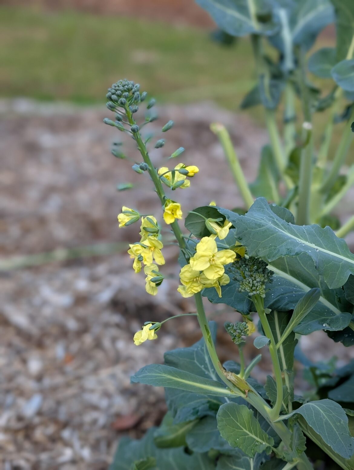 Broccoli Flowers