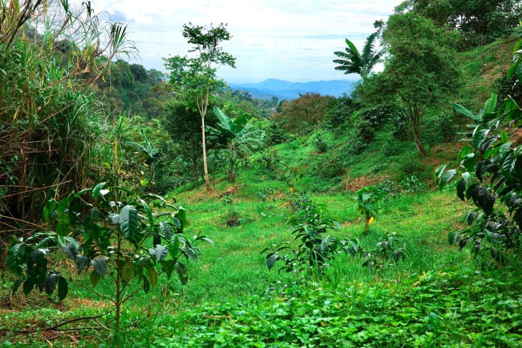 I visited a coffee farm in Colombia and here are some pictures I took