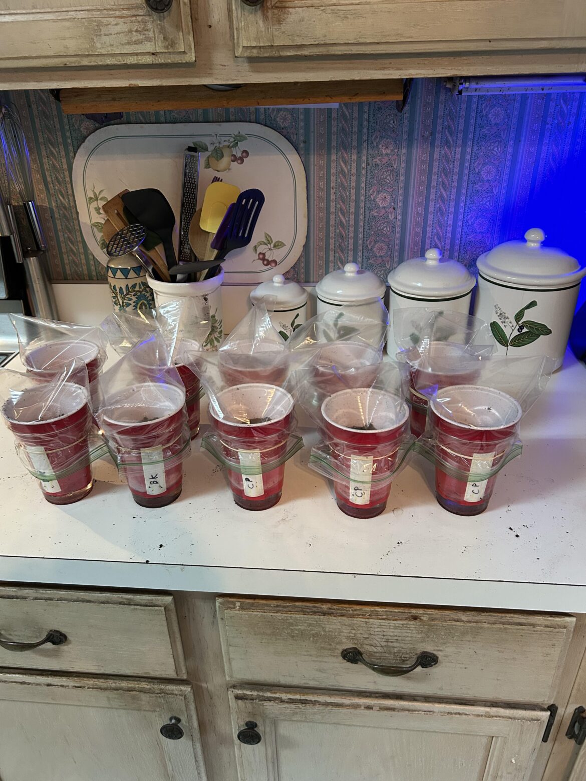 SOWING DAY WOOHOOO!!!