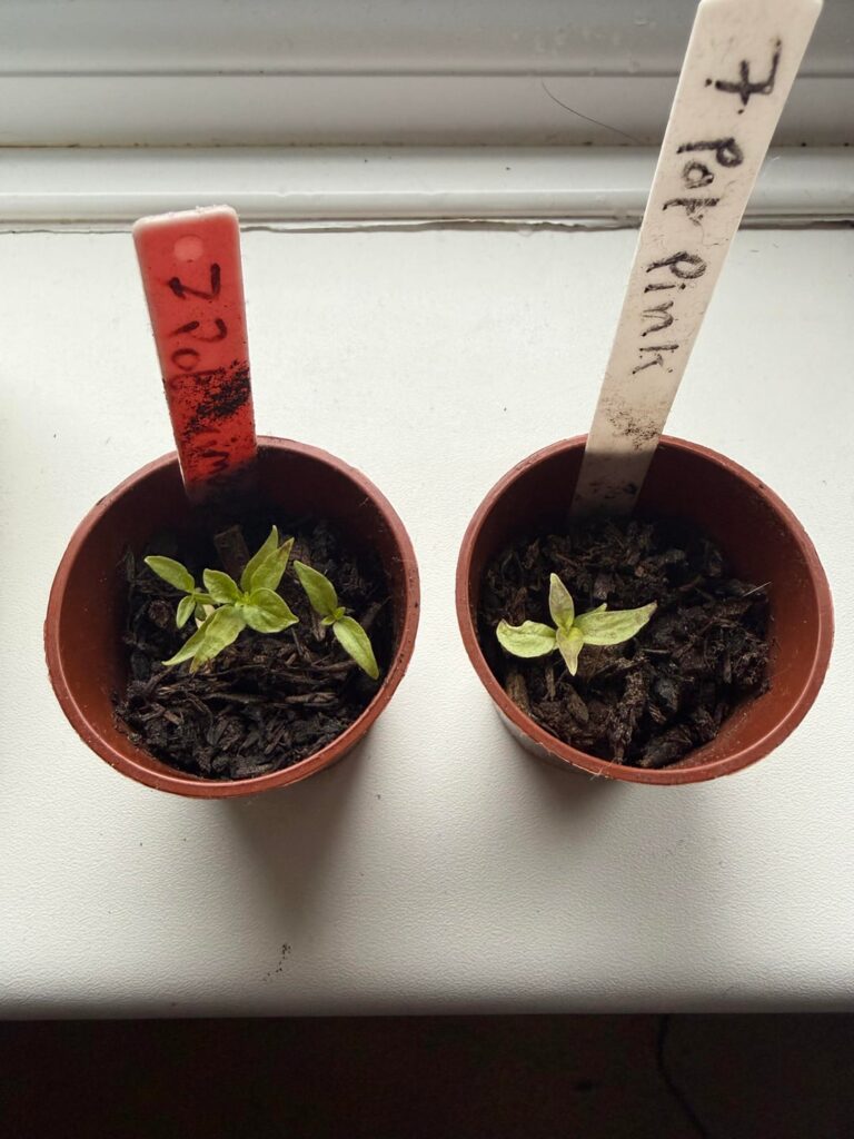 Why are my seedlings so pale?