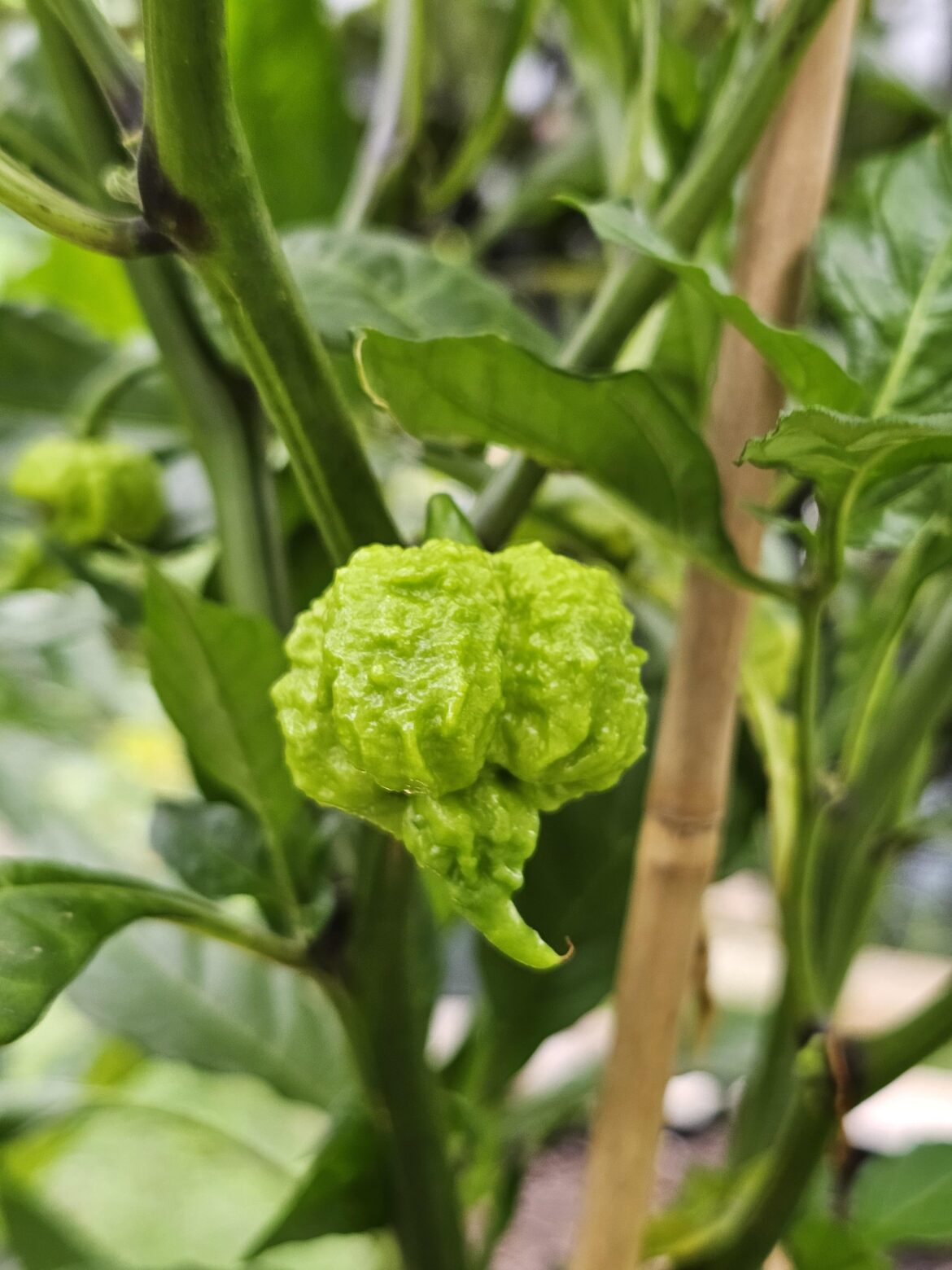 This Hurt berry is going to be mean. 😈