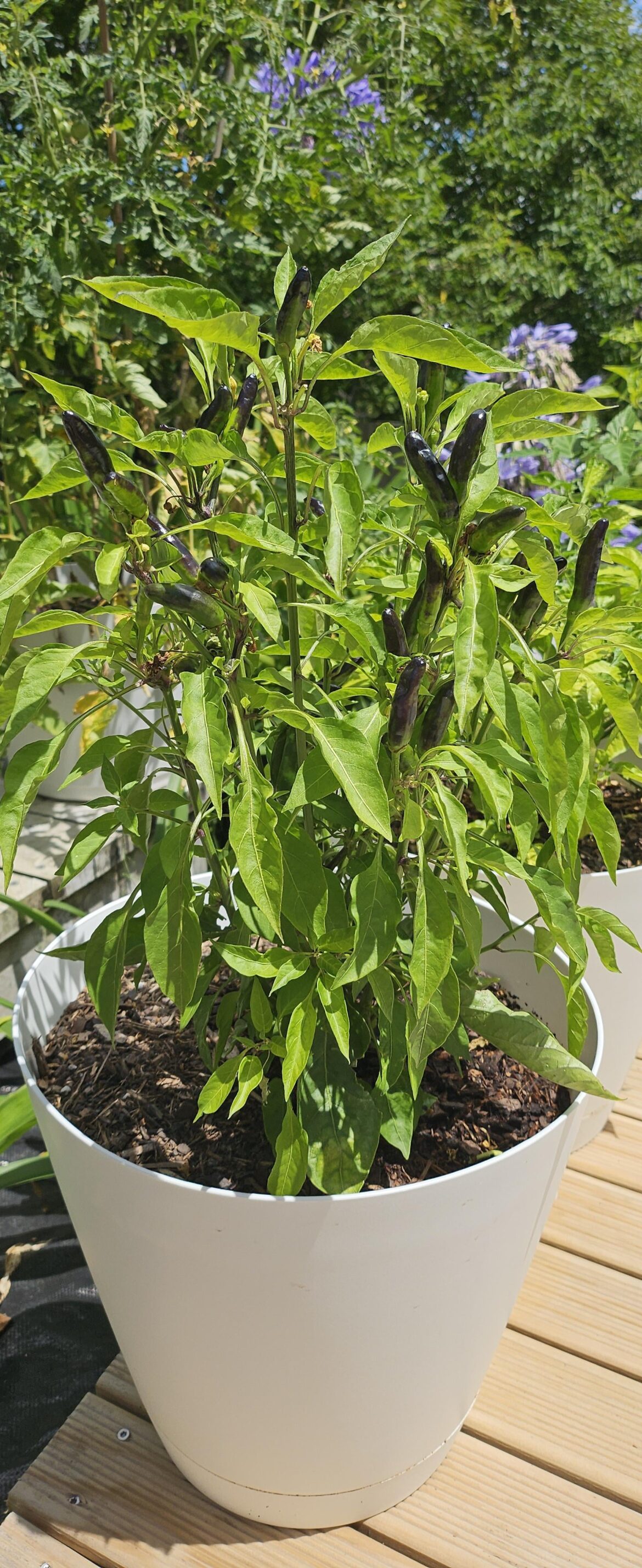 Can anyone identify these?