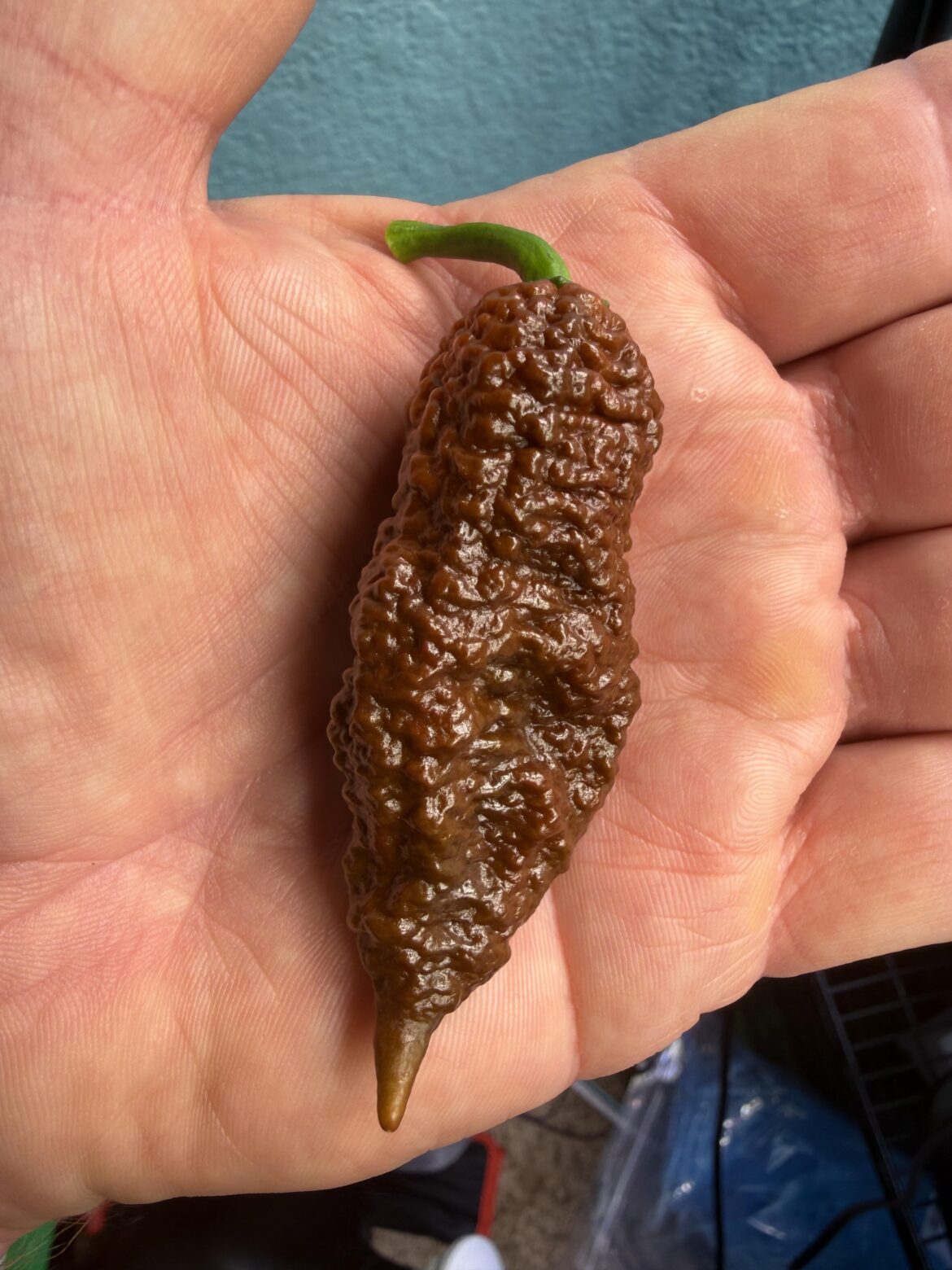 Chocolate Primotali taste test Chocolate Primotali taste test