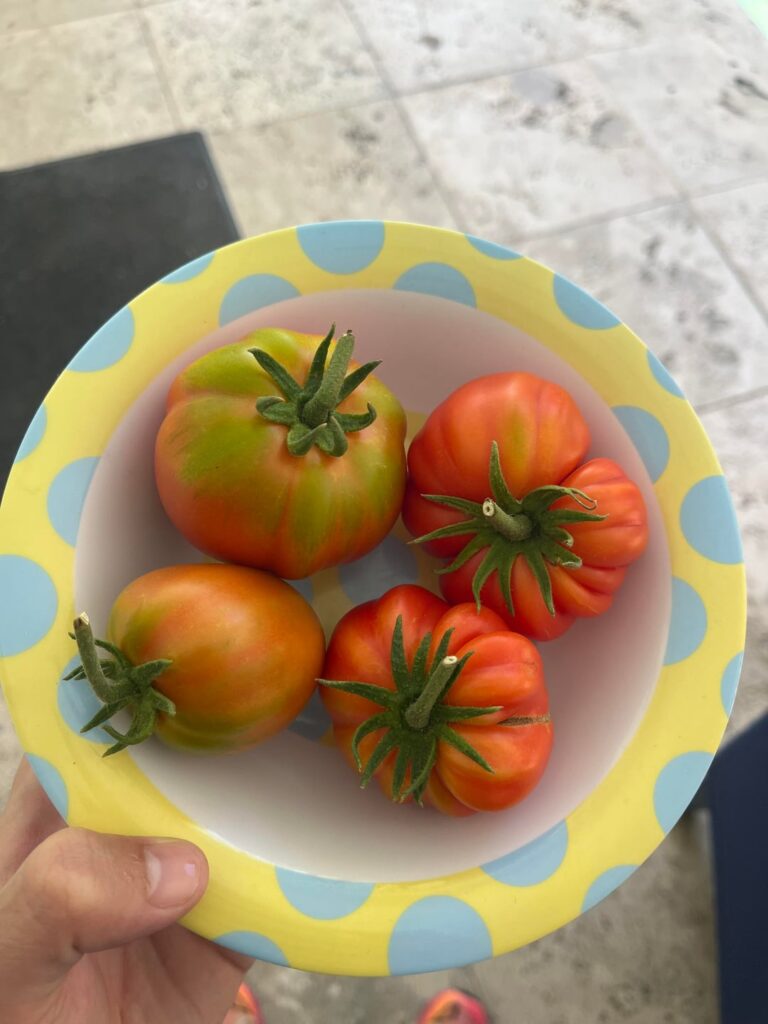 Some muchamiel tomatoes