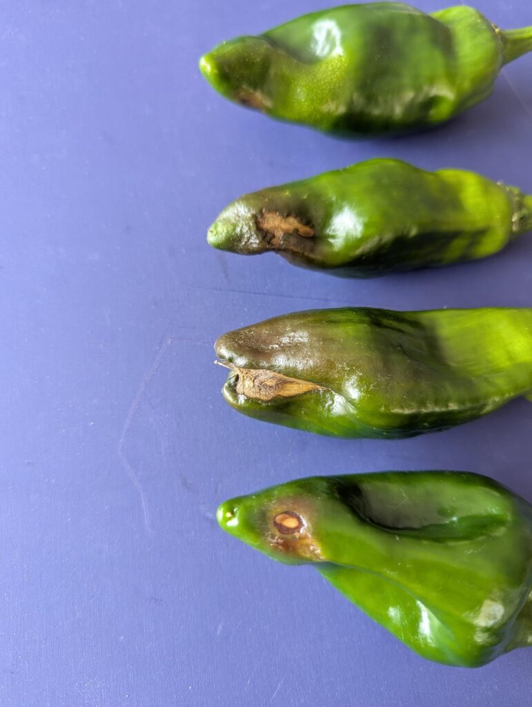 What is infesting my chilli's?