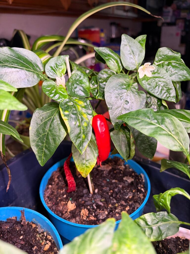 What kind of peppers are these?