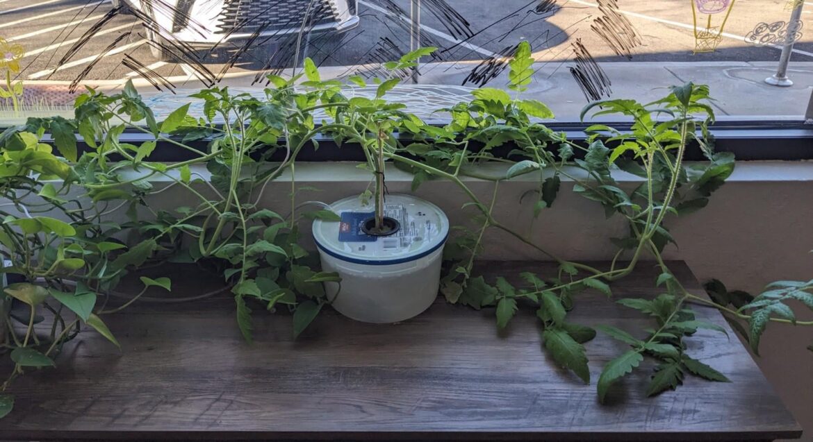 Can I ask a question about this tomato plant?