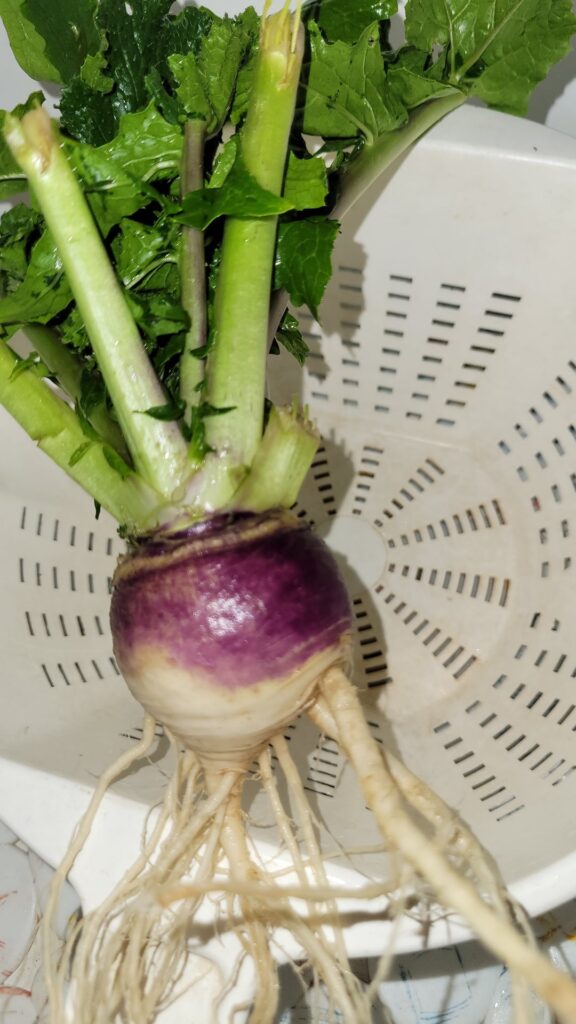 the "lettuce" i thought i was growing and eating