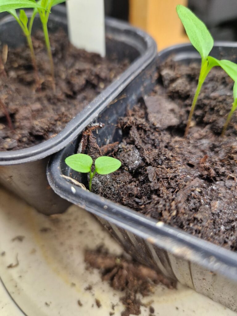 Does anyone know what is up with this little guy?