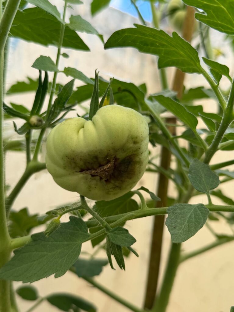 What's happening to my tomatoes?
