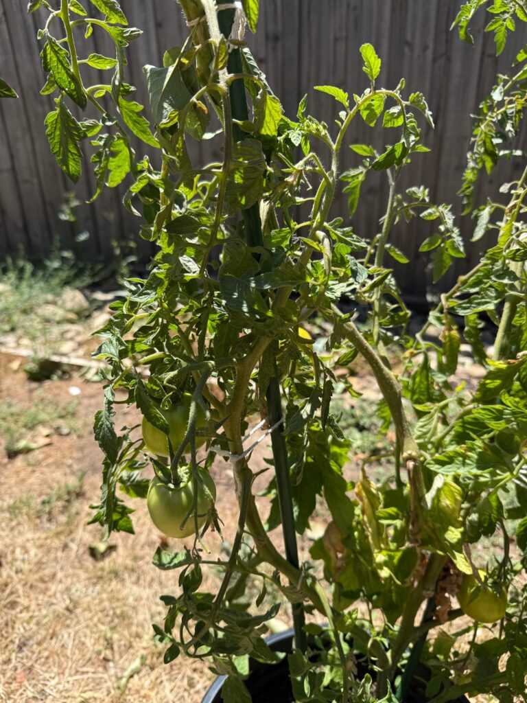 Any idea what type of tomato this is?