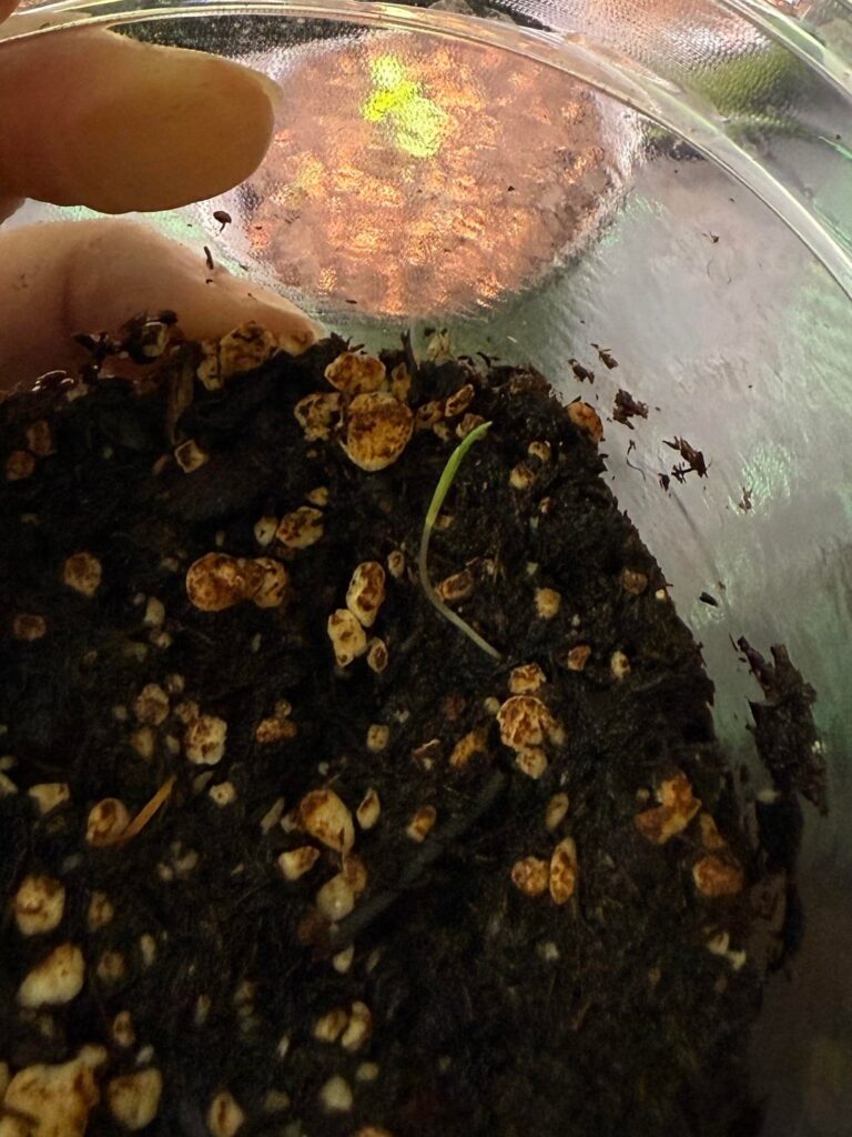 New seedlings with only one cotyledon leaf