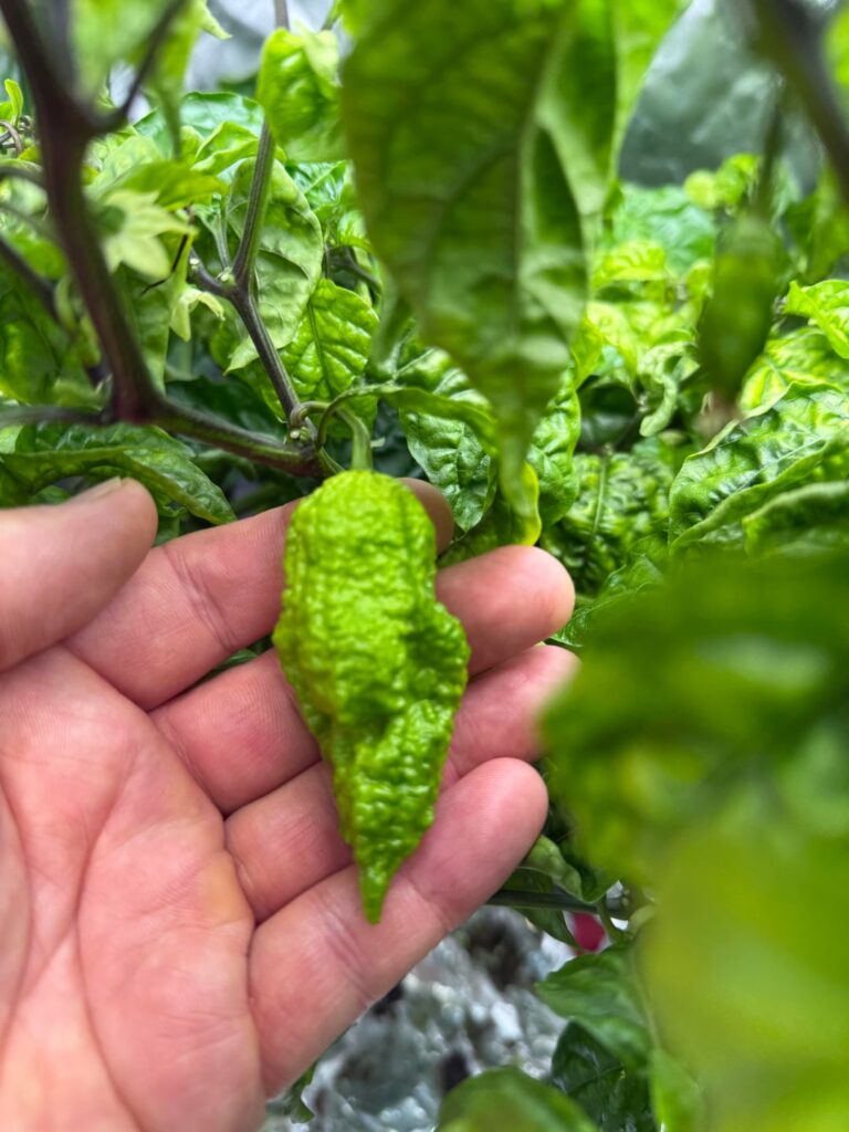 Don’t neglect the DWC