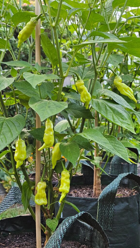 Sugar Rush Stripey plants 🍬