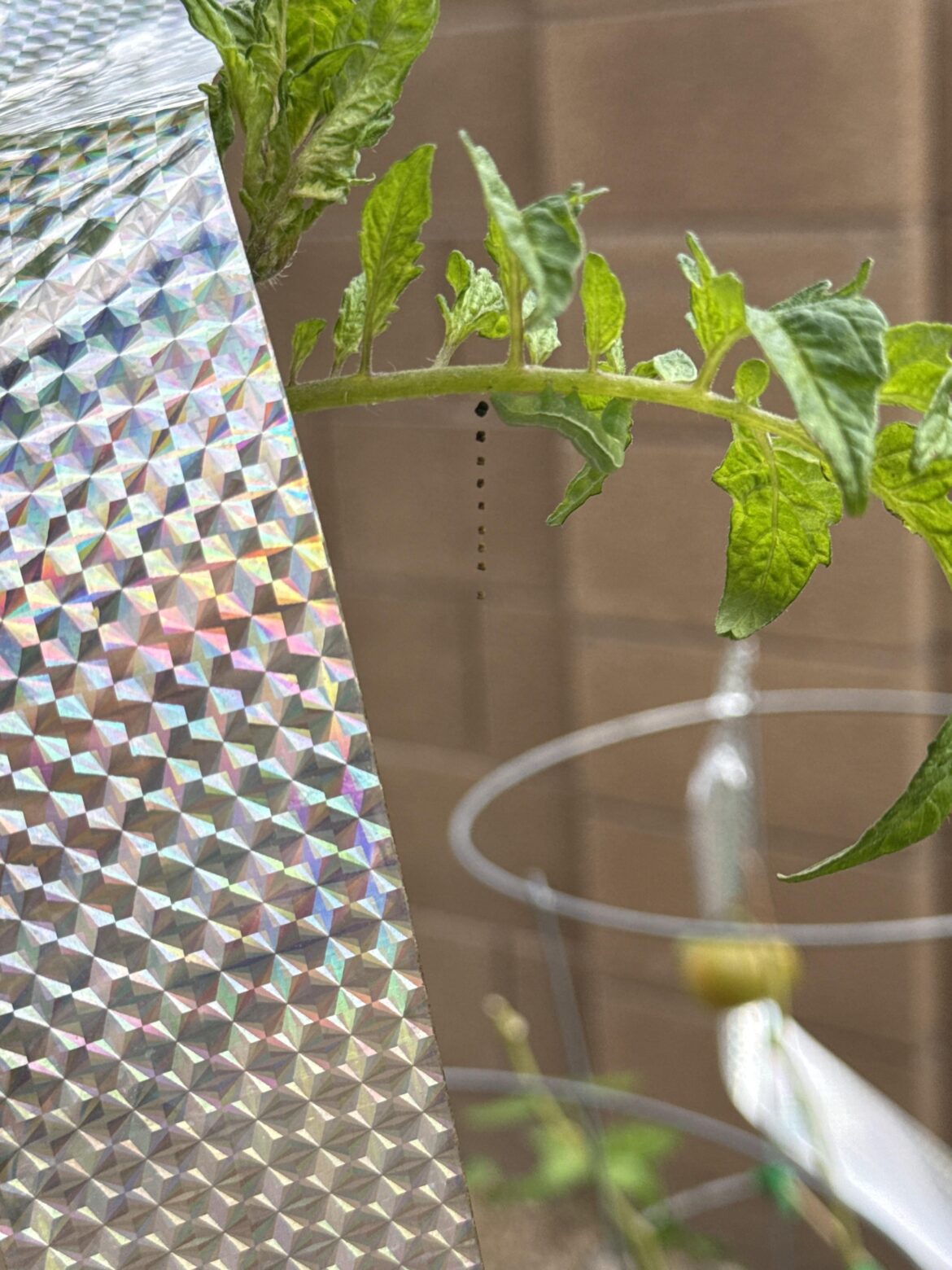 Hornworm where’s Waldo? Hornworm where’s Waldo?