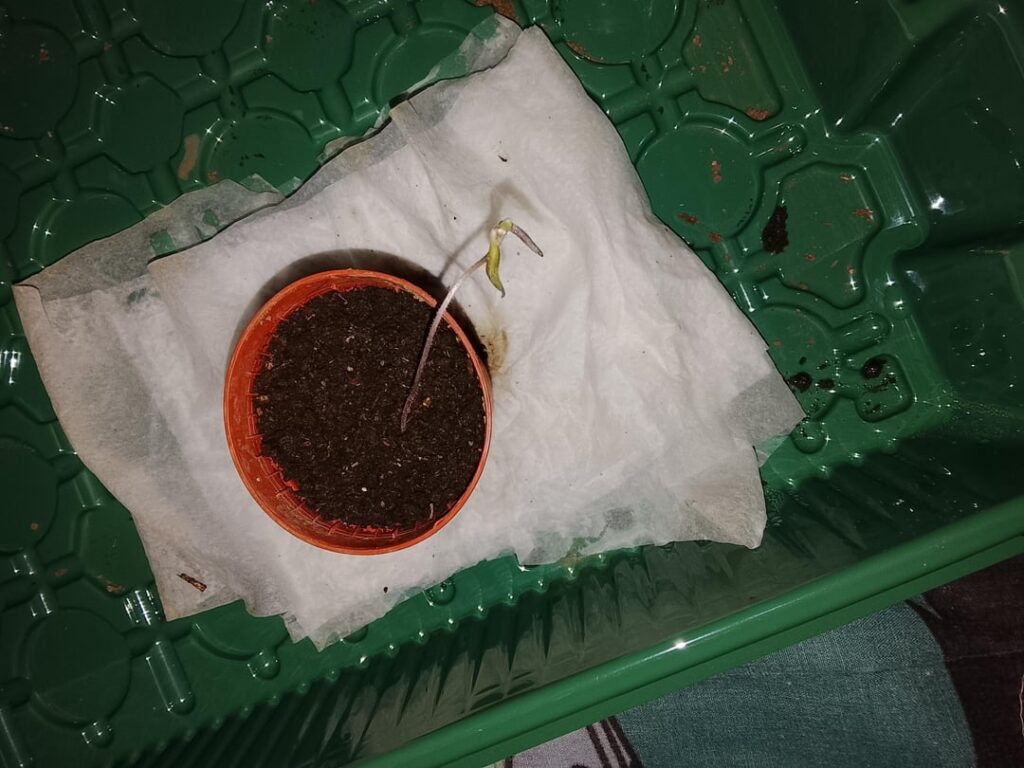 Sun Gold Tomato Week #4