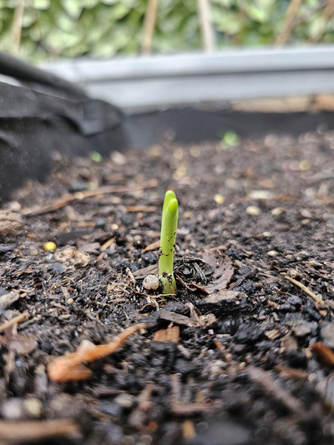 Anyone else's autumn onions really slow this year?