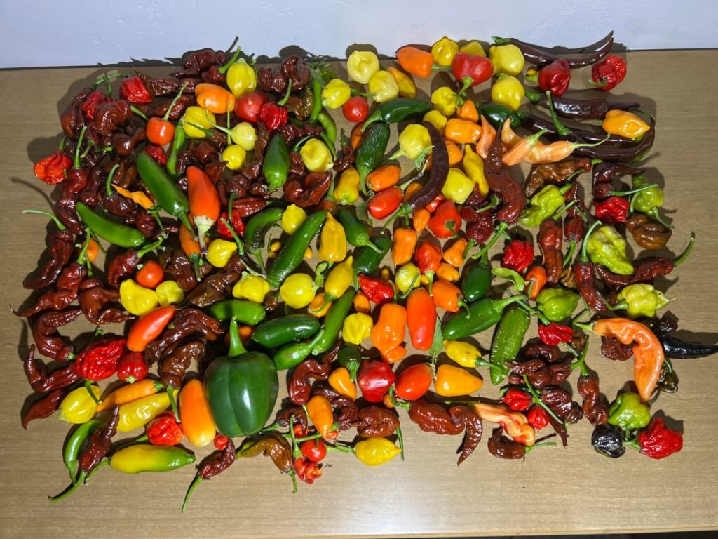 Last harvest of the season :(