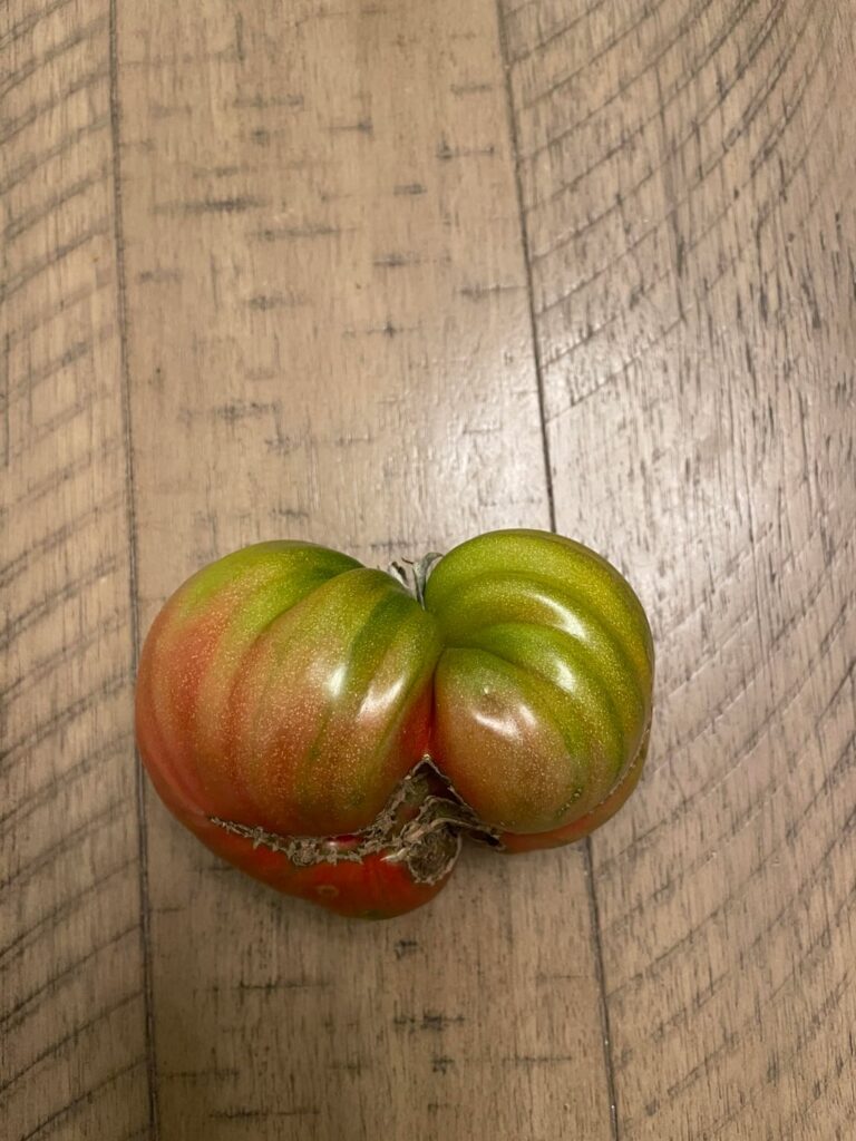 Can’t tell if Cherokee Purple is ripe Can’t tell if Cherokee Purple is ripe