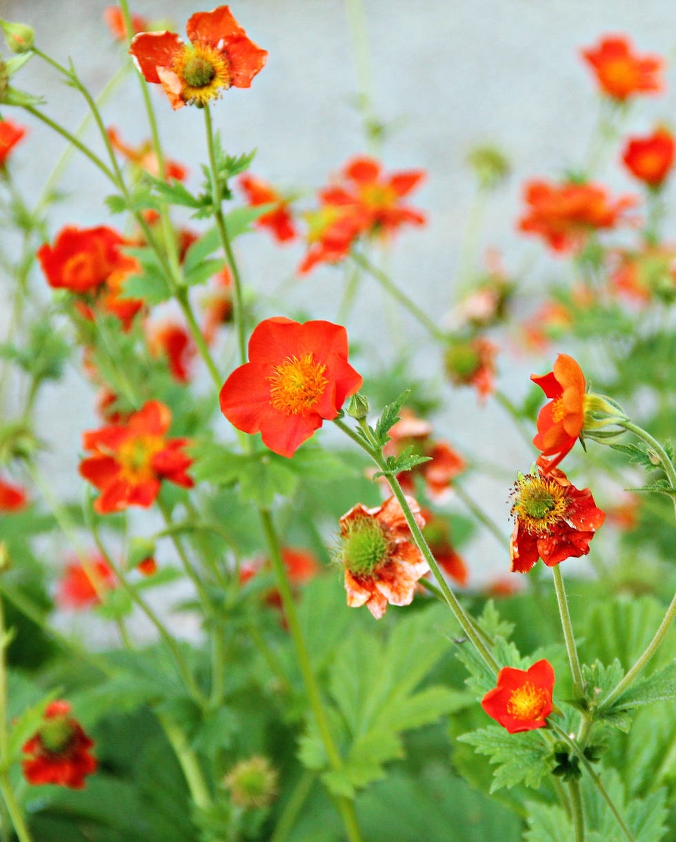 vibrant orange tropaeolum flowers also known nasturtium
