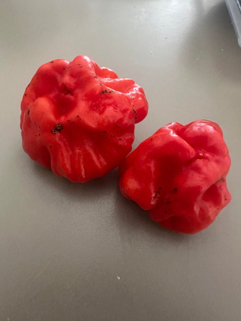 Red Scotch Bonnets dark spots?