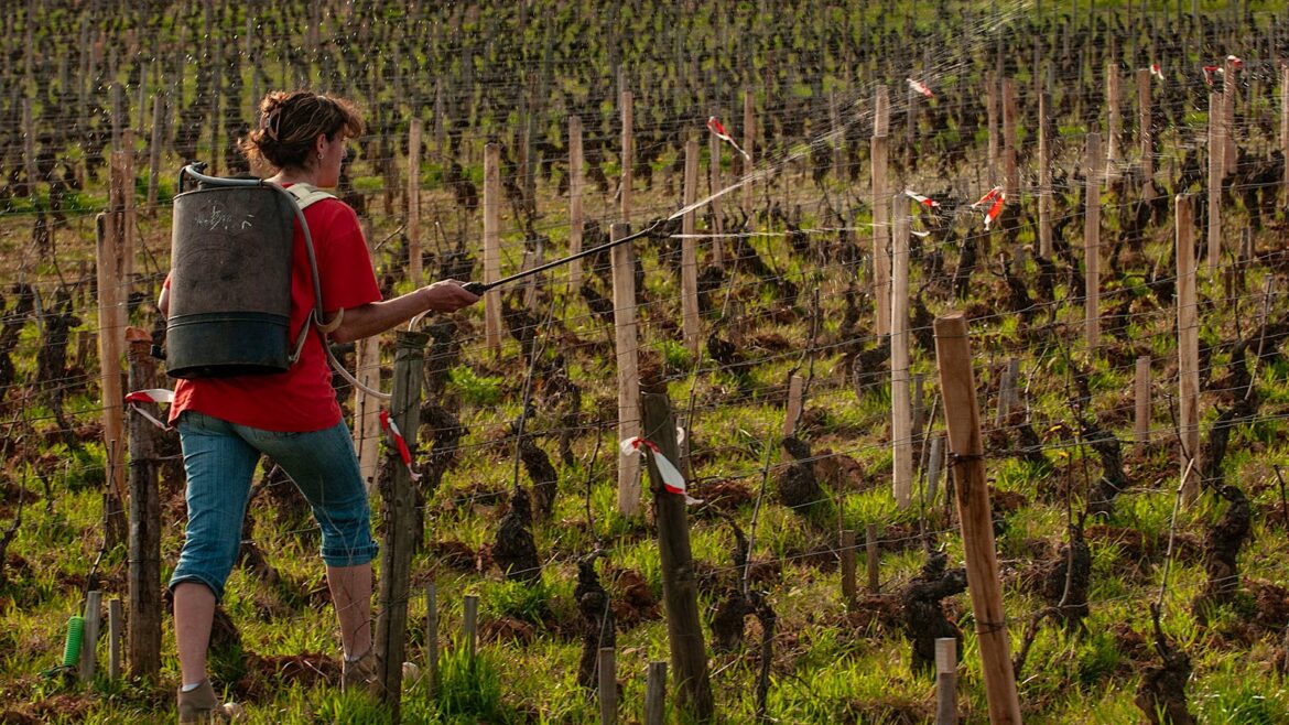 France’s Organic Winegrowers Confront Copper Ban