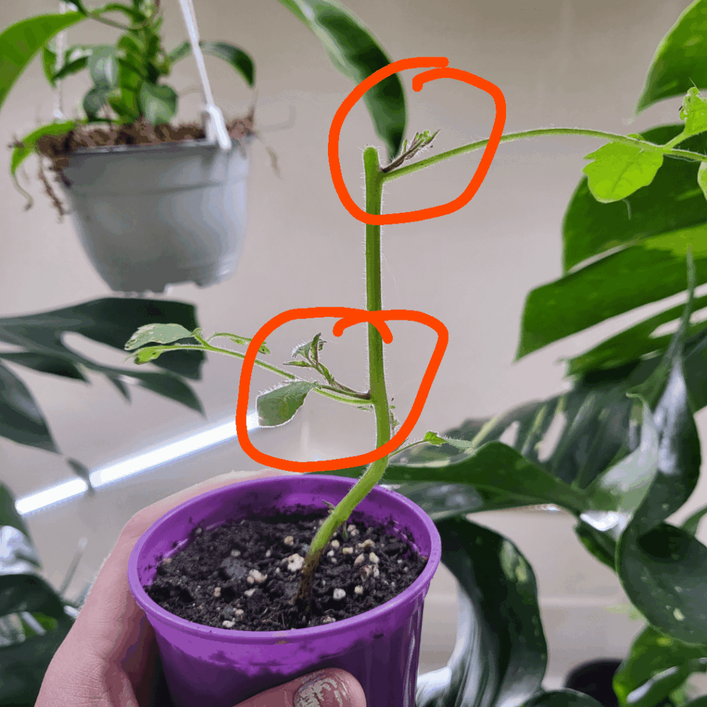 Update on cat damaged indoor tomato plant