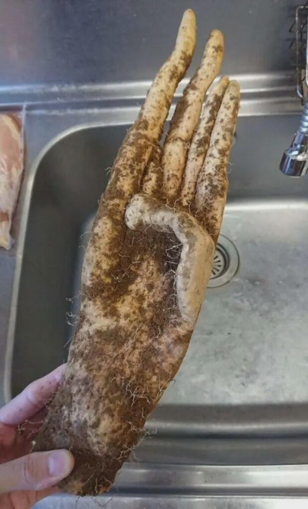 What is your monkey's paw wish for the kitchen