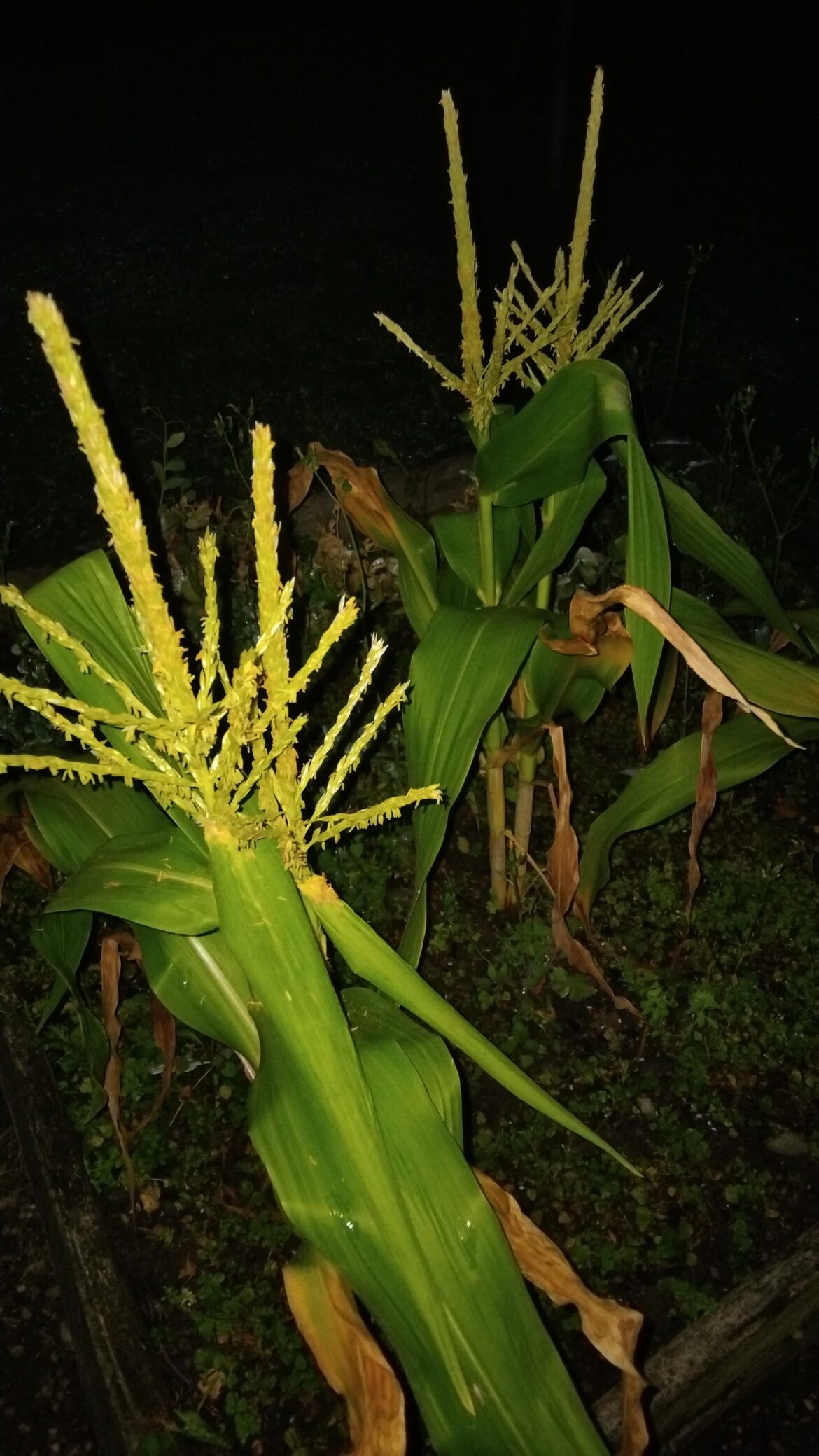 Corn, Is this a good sign? What's happening to the corn?
