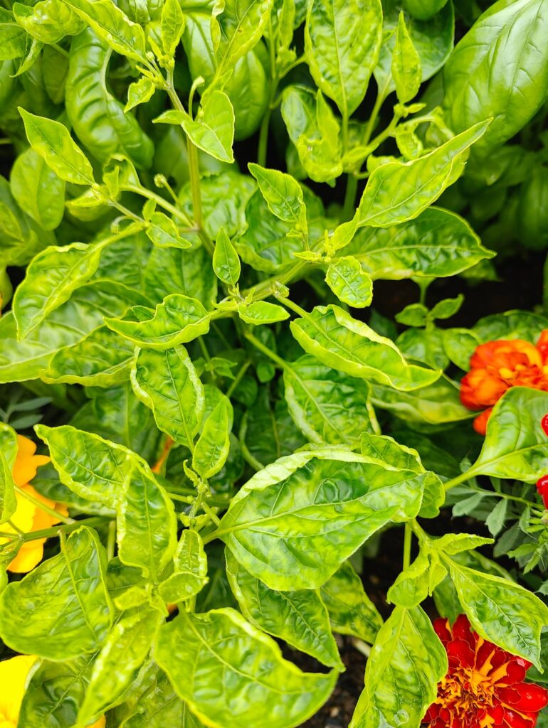 My Aji Limon leaves are curling and splotchy on a couple of plants