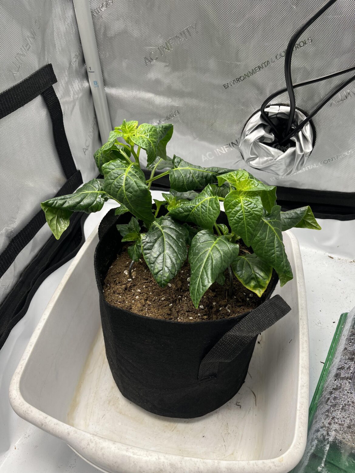 Dark green leaves - a problem?