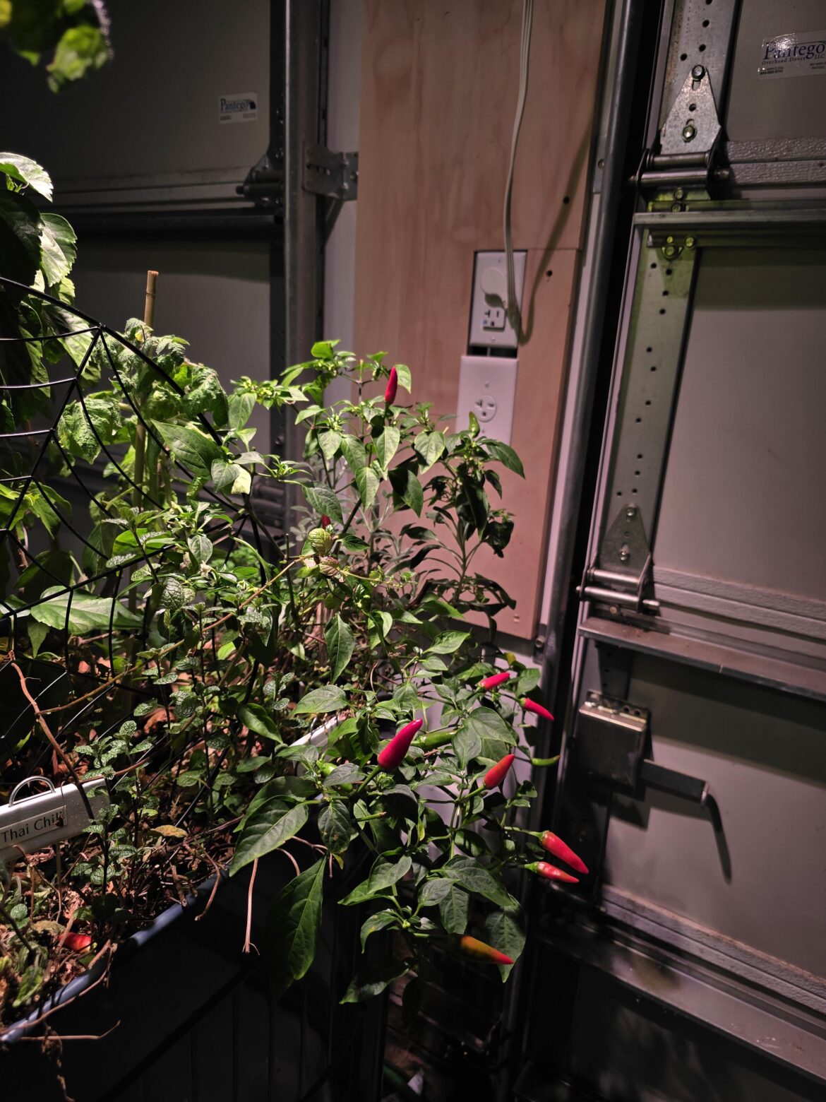 Tobasco still going strong