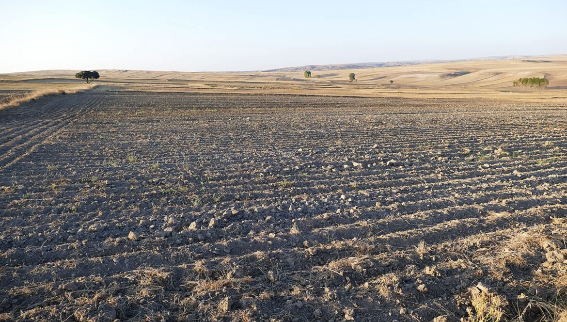 Olive oil is a staple ingredient in many households around the world, but an olive oil shortage could be looming.