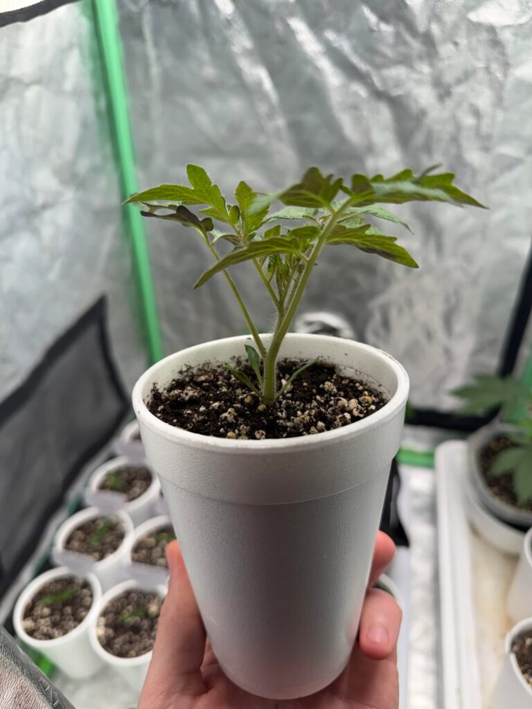 The mystery mater ❔❔❔