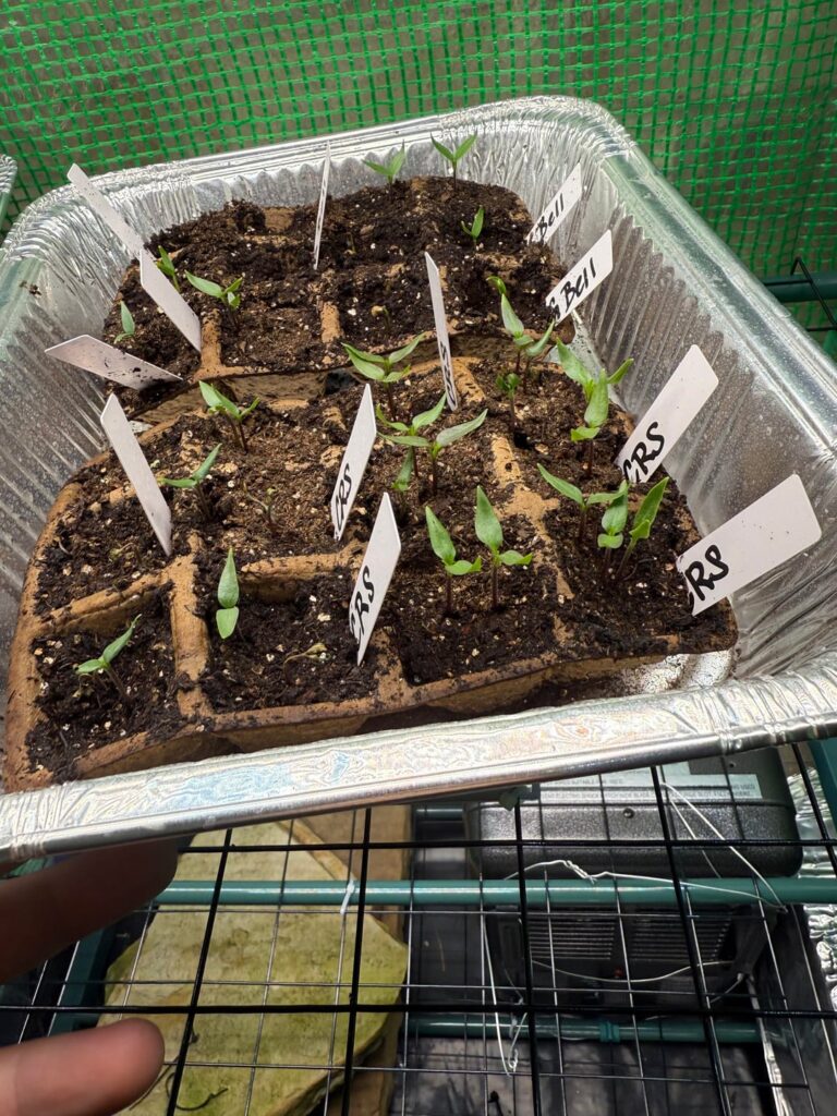 Seedling grow light question