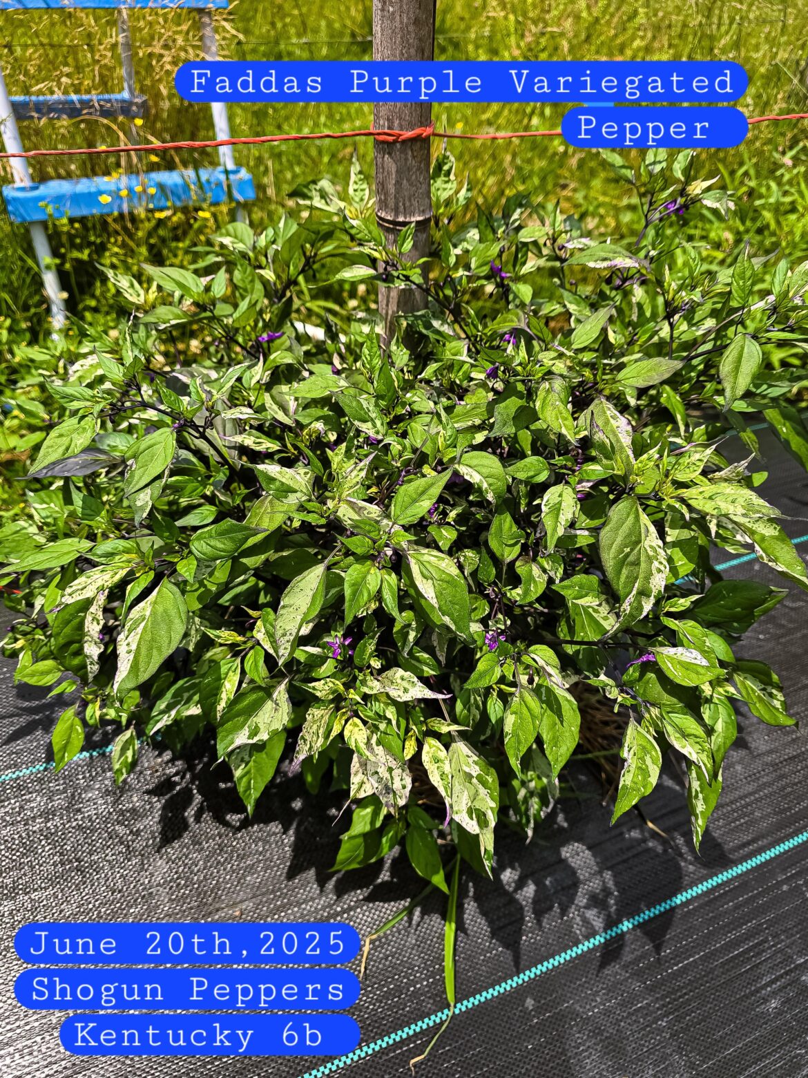 What's your favorite Variegated Pepper?